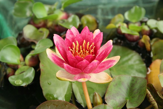 Free Water Lilies Flower photo and picture