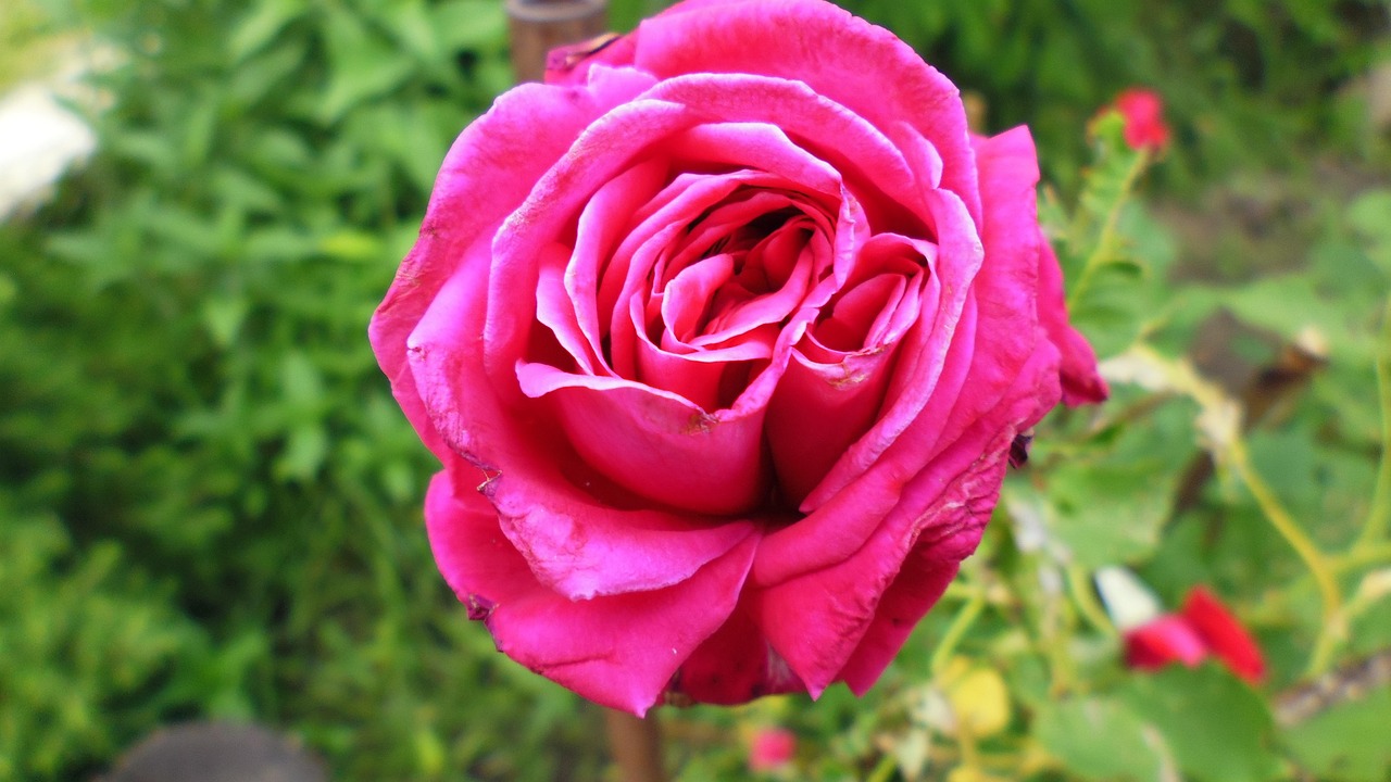 flower-3473470_1280.jpg