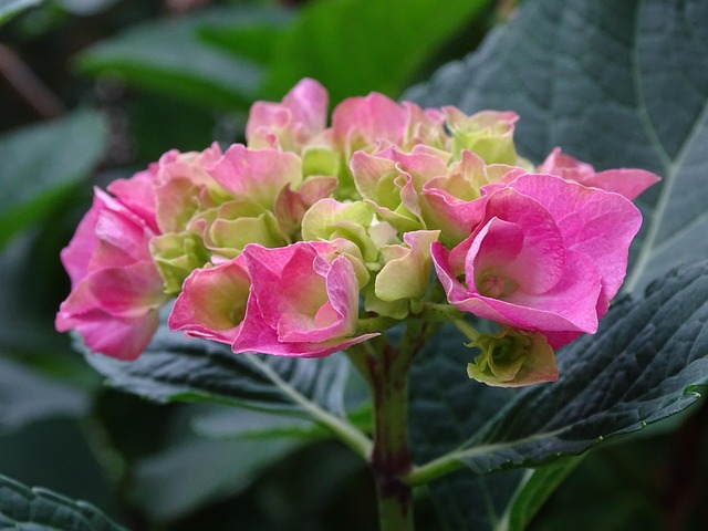Free Hydrangea Garden Hydrangea photo and picture