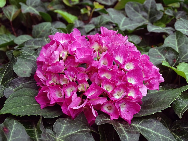 Free Hydrangea Garden Hydrangea photo and picture