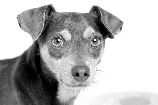 Free Dog Animal photo and picture