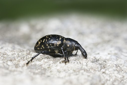 Free Insect Beetle photo and picture