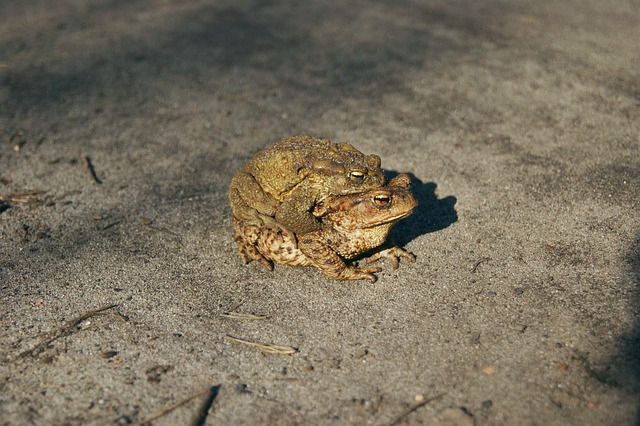 Free Gray Toad Toad photo and picture
