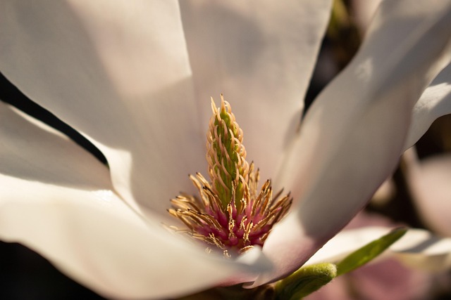Free Blossom Bloom photo and picture