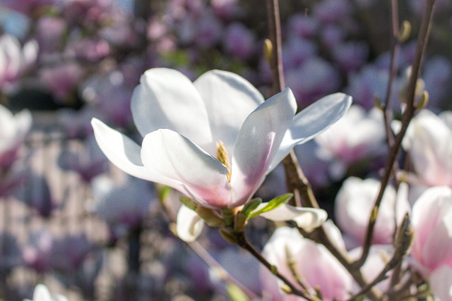 Free Flower Blossom photo and picture