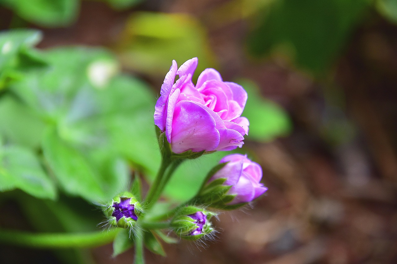 Flower Yard Flowers Free Photo On Pixabay Pixabay yard-vs-meter-ubicaciondepersonas-cdmx-gob-mx