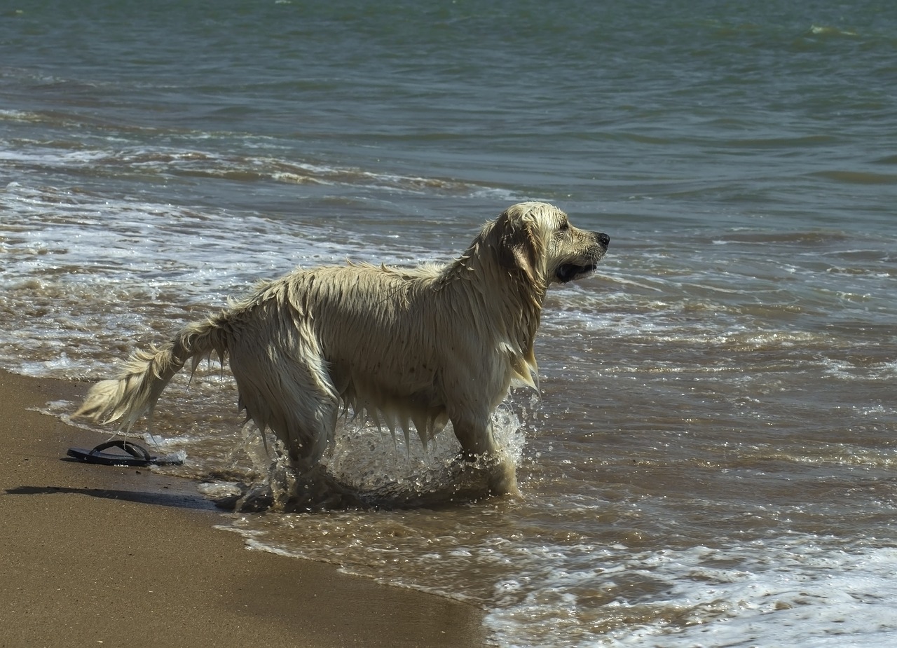Dog Beach Sea - Free photo on Pixabay - Pixabay