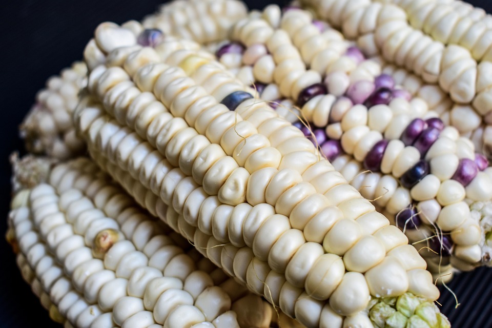 Corn Cob Farming - Free photo on Pixabay