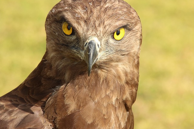 Free Owl Bird photo and picture