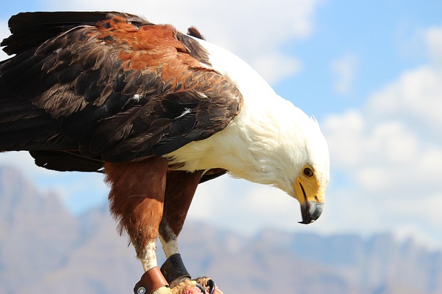 Free Fish Eagle Nature photo and picture