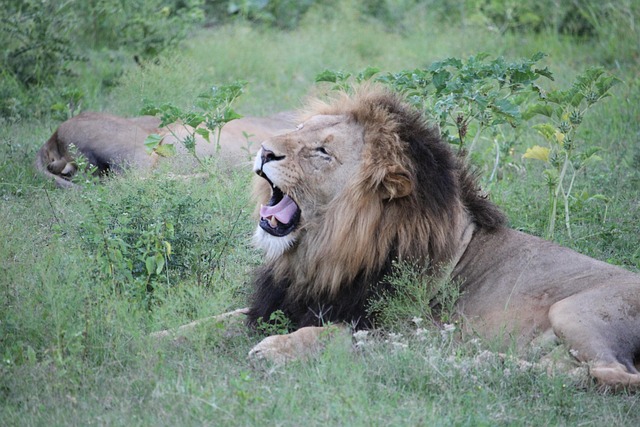 Free Lion Yawn photo and picture