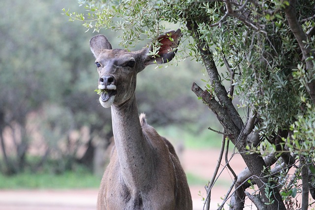 Free Kudu Wild photo and picture