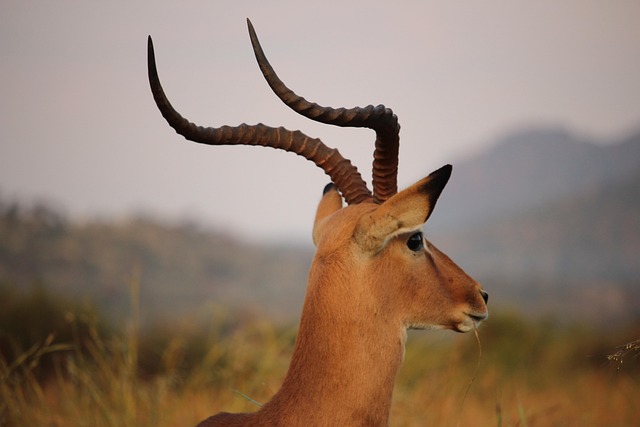 Free Antelope Animal photo and picture