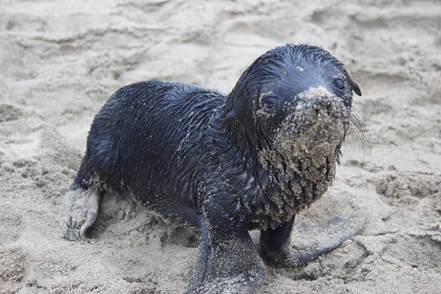 Free Seal Pup Sand photo and picture