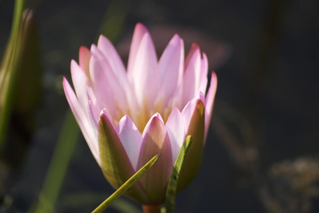 Free Flower Beautiful Flowers photo and picture