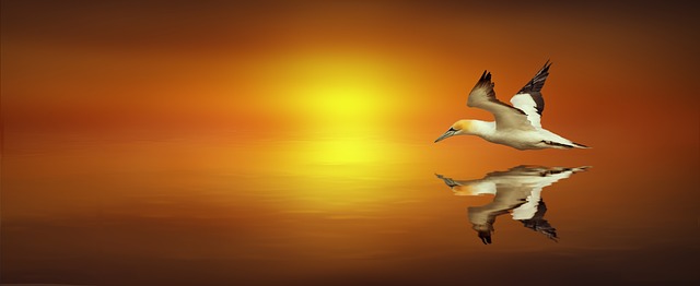 Reflectie, Jan-Van-Gent, Vogel, Vliegend