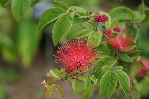 Floare, Roșu, Flori Frumoase, Pitic