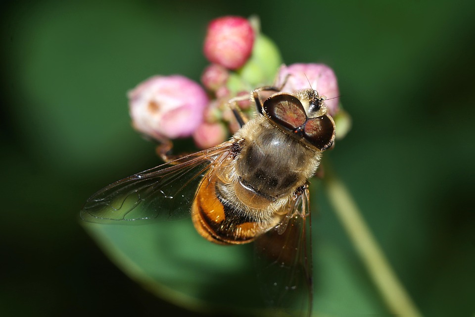 Insect Macro Nature Winged - Free photo on Pixabay - Pixabay