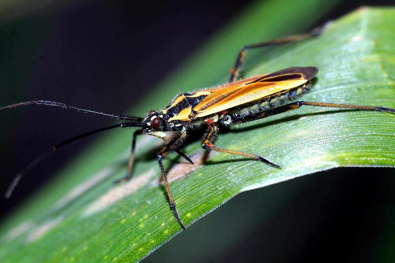 Insect Macro Nature A Small - Free photo on Pixabay - Pixabay