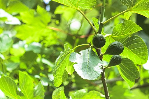 Feigen, Feigenbaum, Obst, Sweet, Natur