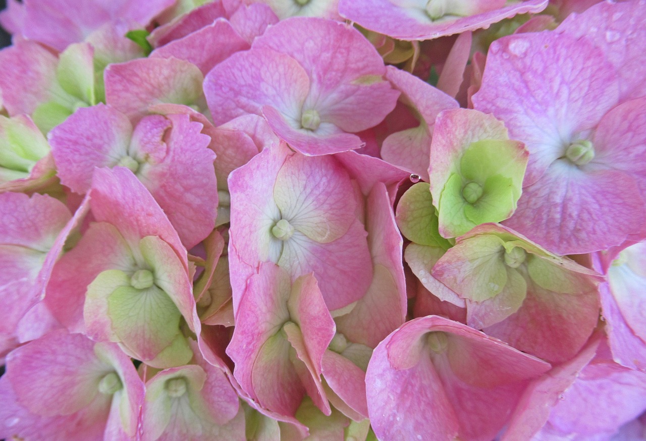Download free HD stock image of Rain Flower Free Rain Flower photo and picture