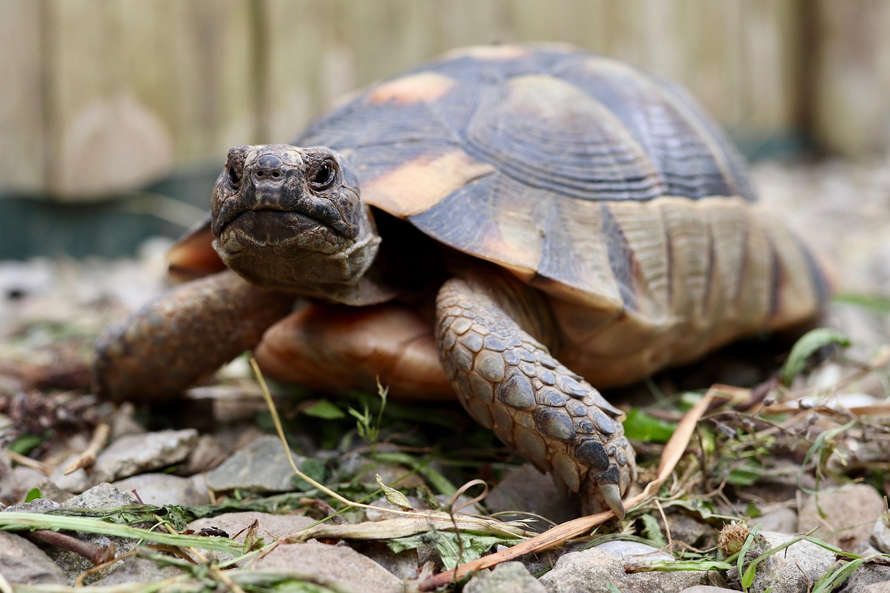 Tortoise - free online jigsaw puzzle photo