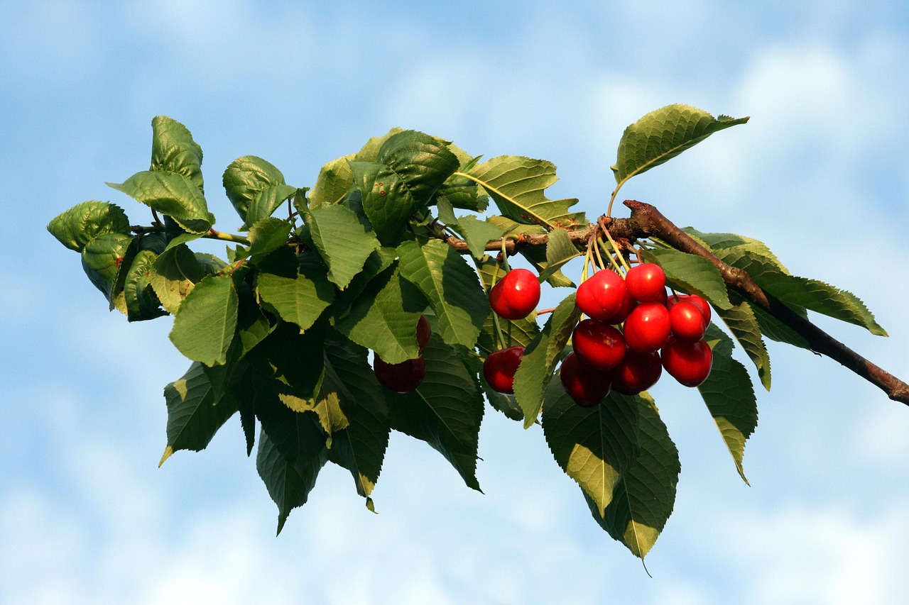 Cherry Con Rama Cherry Frutas Rojo - Foto gratis en Pixabay