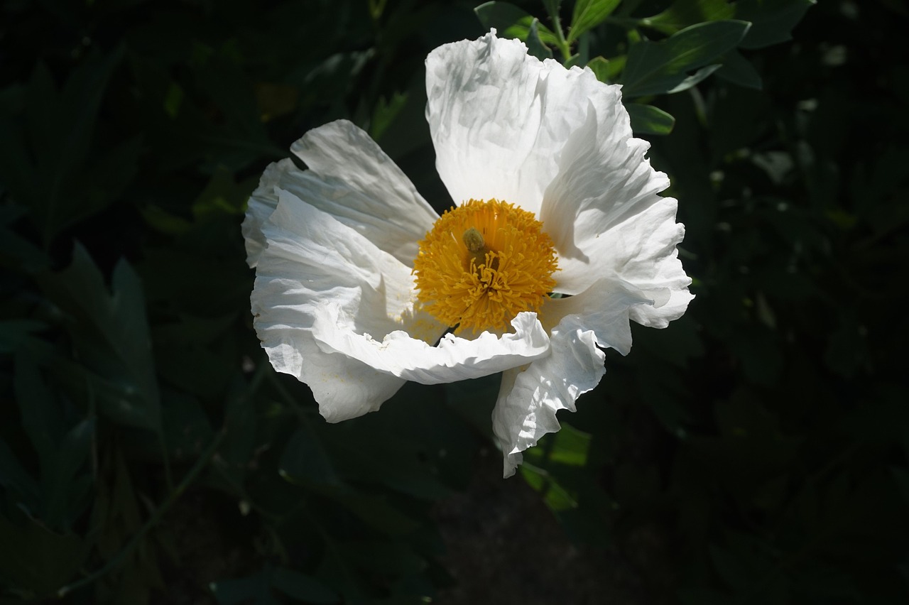 Sitemapcdatahttpscookniqoocom4 Images 1 Mot Fleur Blanchenull