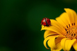 Ladybug, Insect, Beetle, Nature