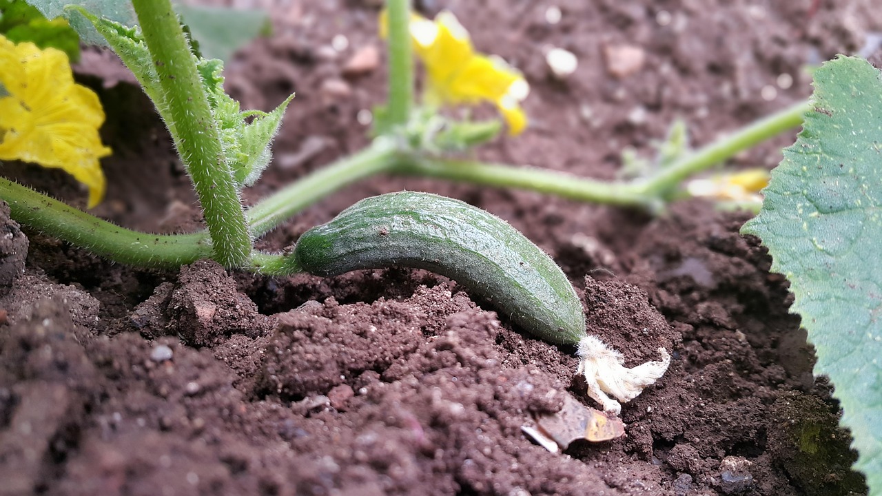 cucumber-3476393_1280.jpg