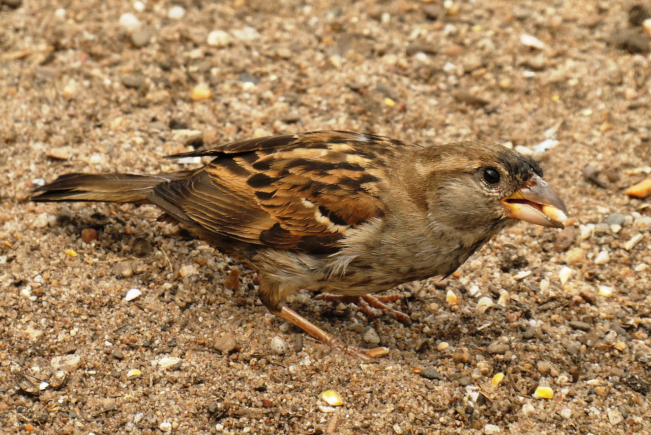 Sparrow Food House Free photo on Pixabay Pixabay