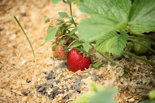 Free Strawberry Berry photo and picture