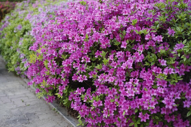 Free Plant Nature photo and picture