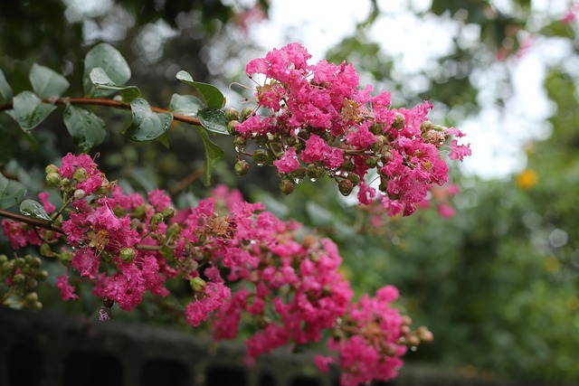 Free Plant Flower photo and picture