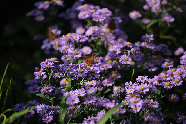 Free Plant Flower photo and picture