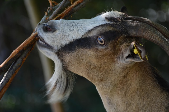Tier, Inländisch, Haustier, Tiere, Sun