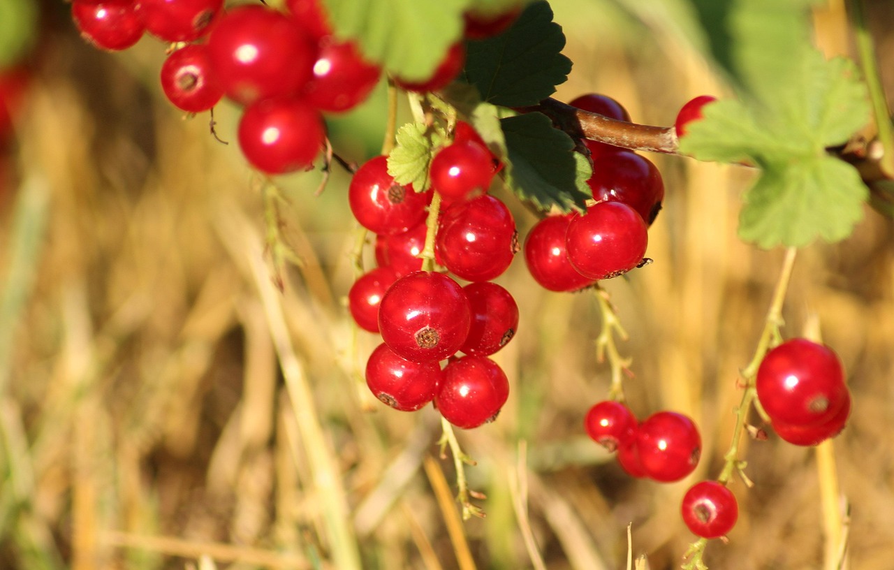 Grosellas Rojo Fruta - Foto gratis en Pixabay - Pixabay