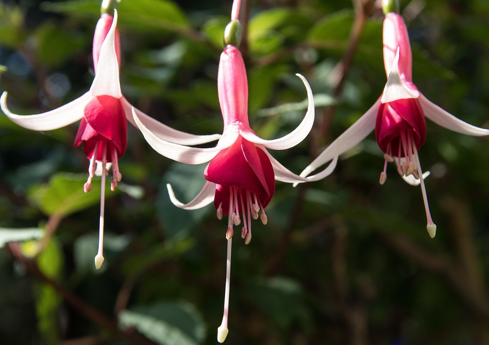 Blooming Fucshia