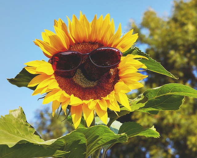 Free Pxclimateaction Sunglasses photo and picture