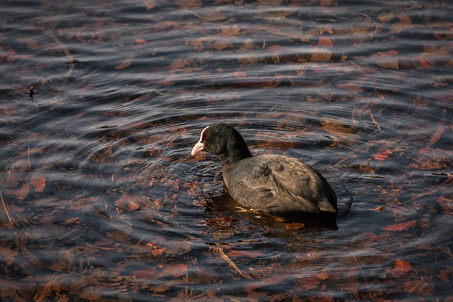 Free Eurasian Coot Lake photo and picture