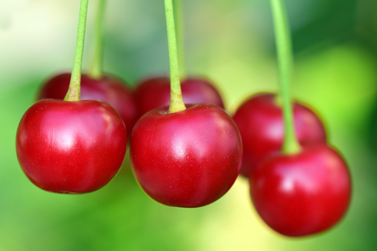 70 000 Free Cherry Fruit Cherry Images Pixabay 70 000 Free Cherry Fruit Cherry Images Pixabay
