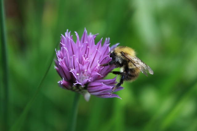 Free Bee Collecting Nectar photo and picture