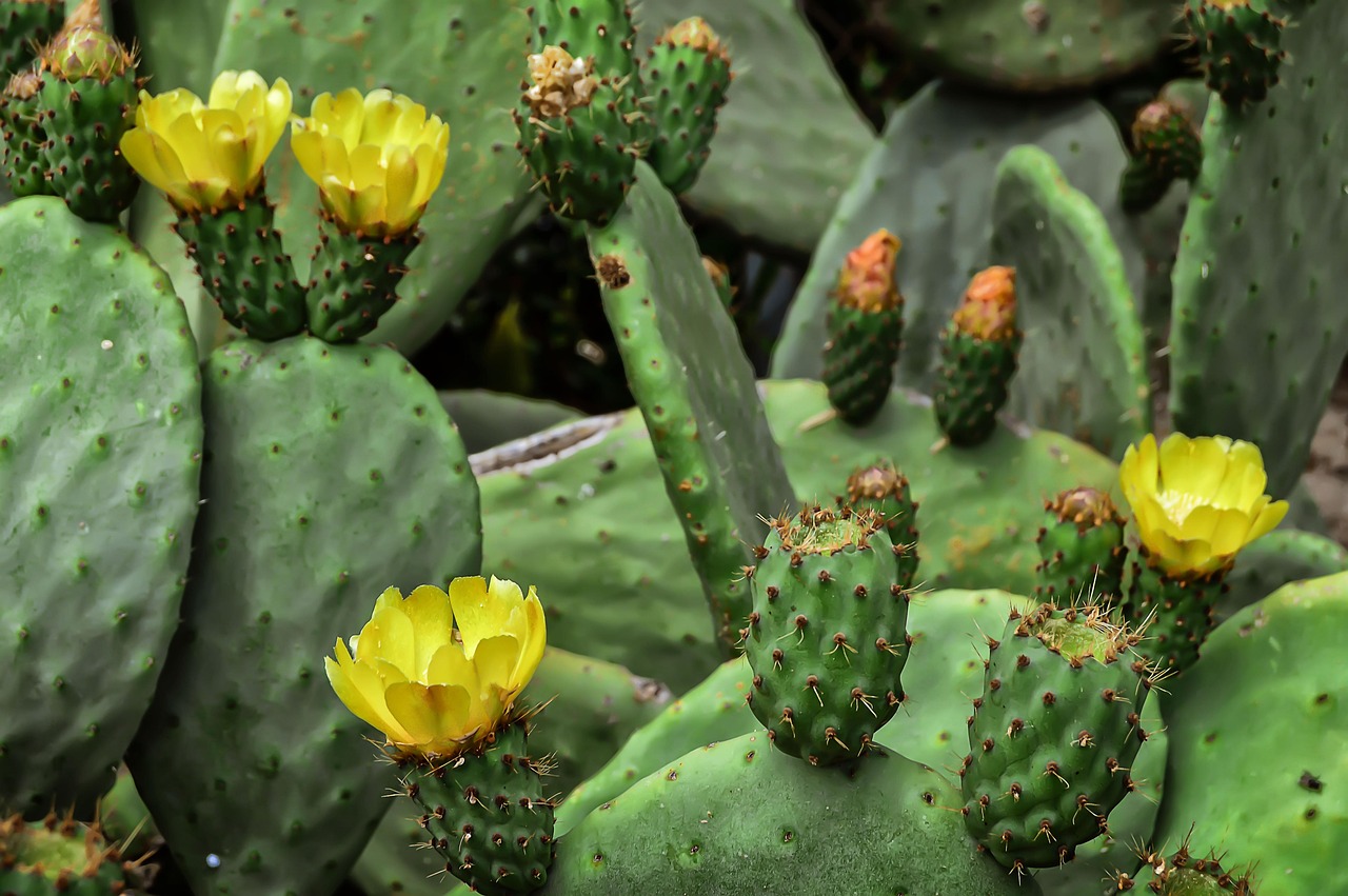 1,000+ Free Higos Chumbos & Prickly Pear Images - Pixabay