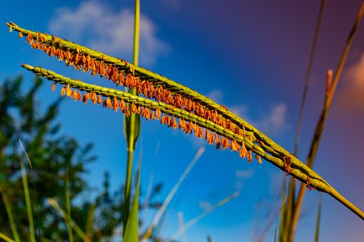 Gras, Wildes Gras, Gras, Stängel, Klinge