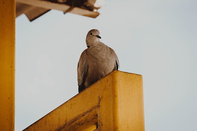 Taube, Stadt-Vogel, Vögel