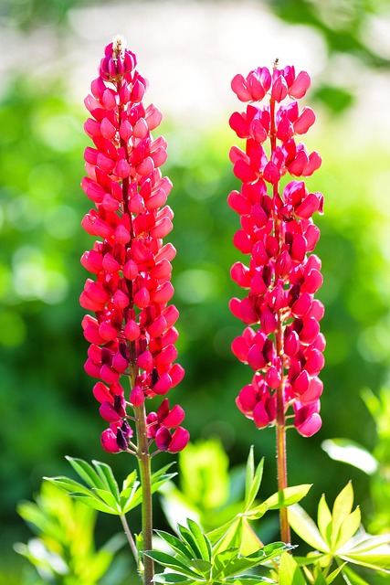 Free Flowers Nature photo and picture