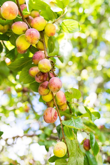 Free Apples Apple photo and picture