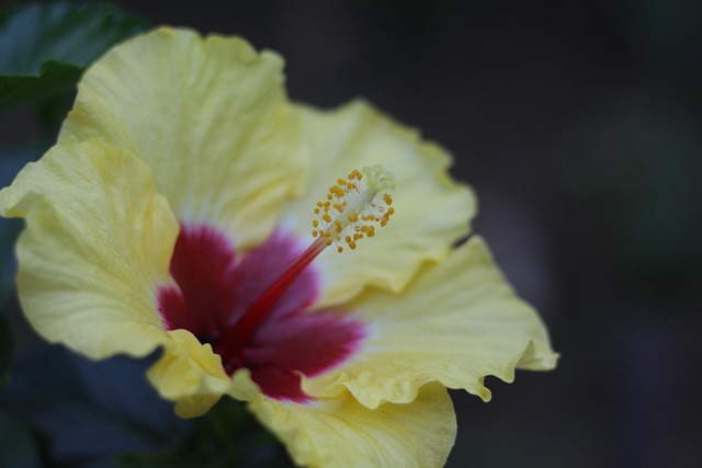 Free Flower Yellow photo and picture