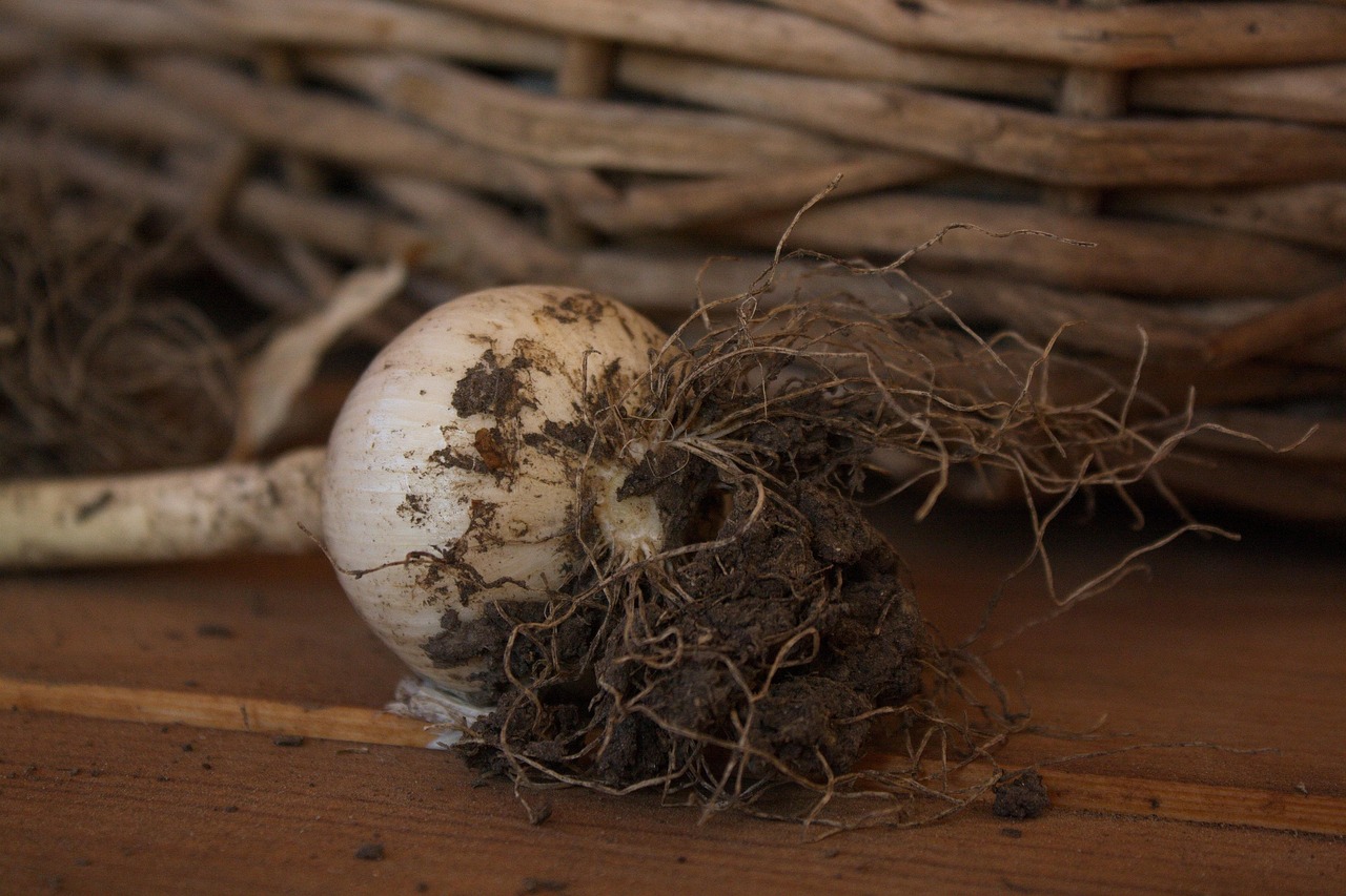 Free Onion Land photo and picture