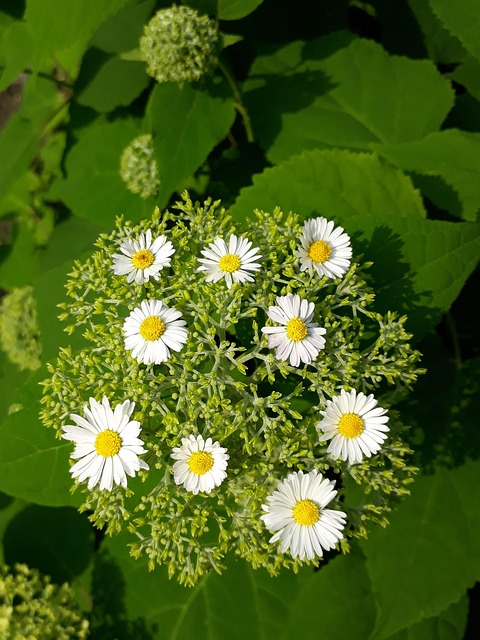 Margarita, Flor, Jardín